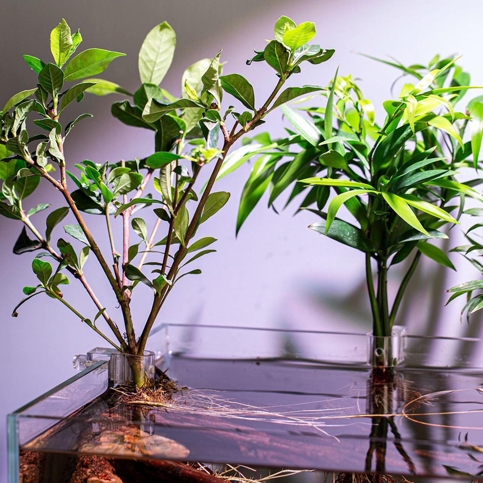Mini Fish Tank Planter Pot 6Pc - Planted Aquarium Mini ulasan dan harga