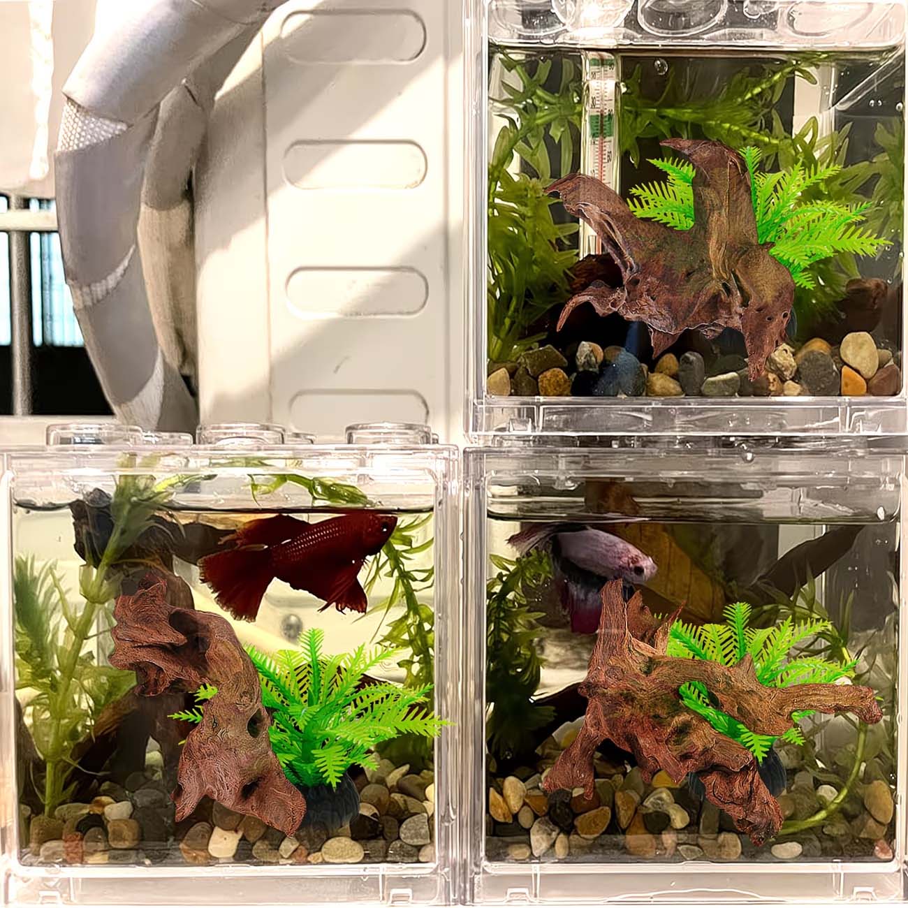 5-10CM Natural Sinkable Driftw - Aquarium Planted Substrate ulasan dan harga